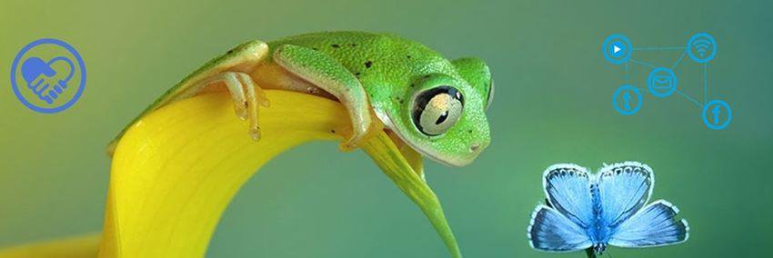 AmazoniaViral's profile banner image