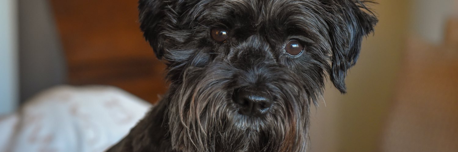 HotteDogs's profile banner image