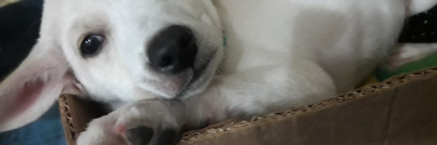 CandeUlman's profile banner image
