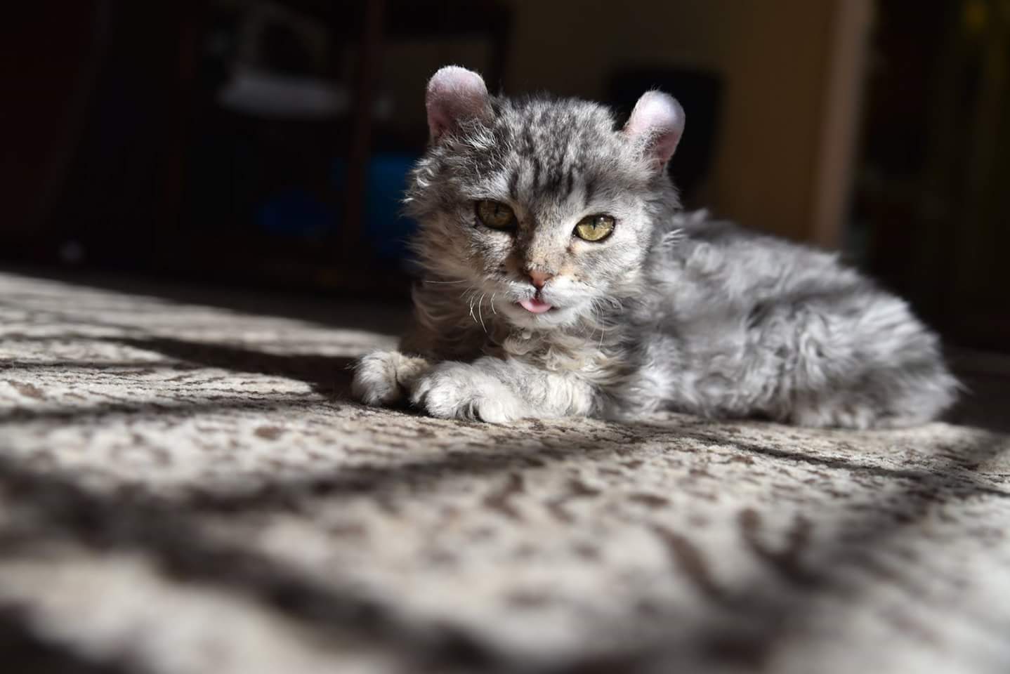 CatsHighlanders's profile banner image