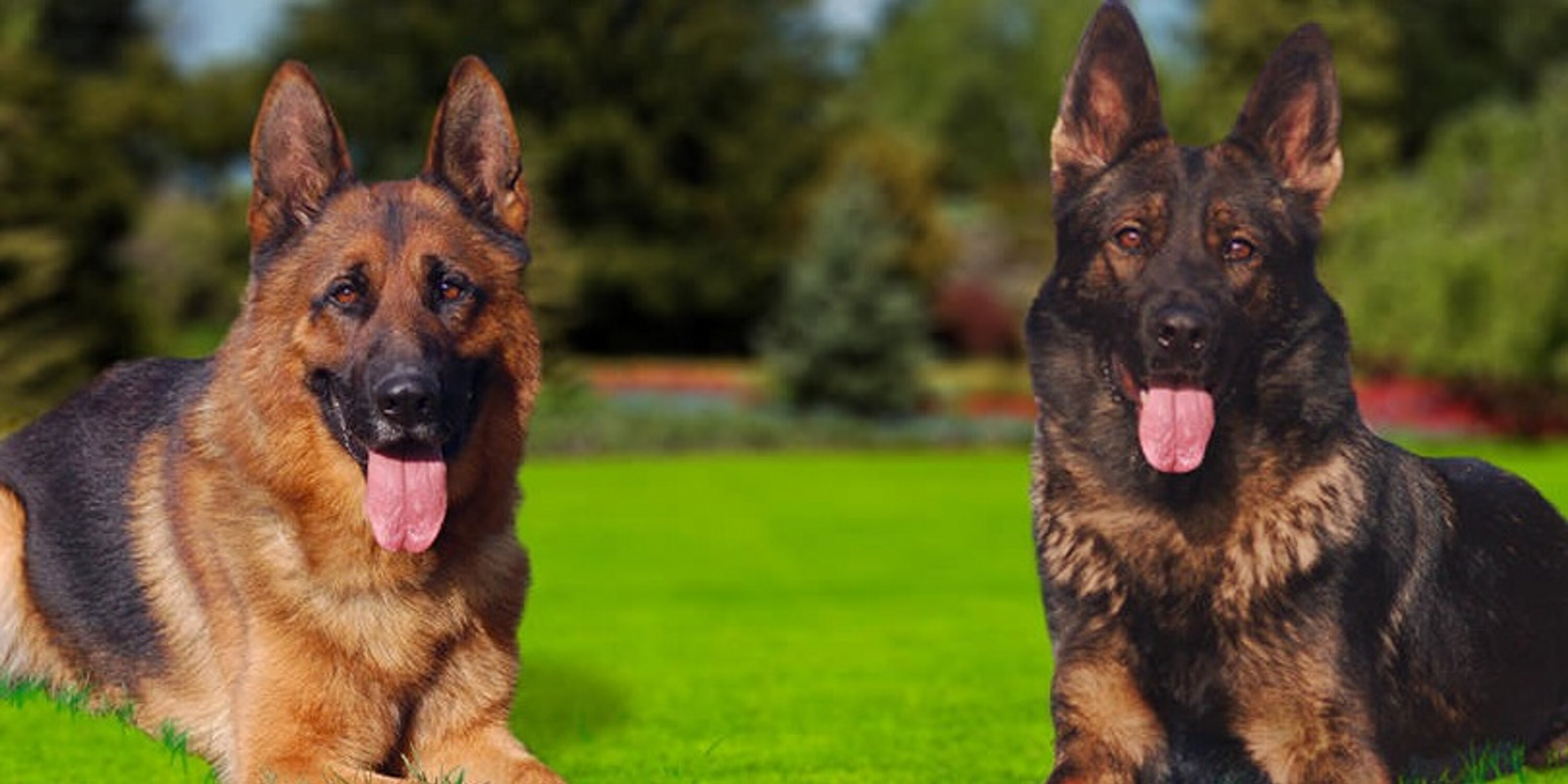 ccpdogs's profile banner image