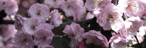 msmelissae's profile banner image