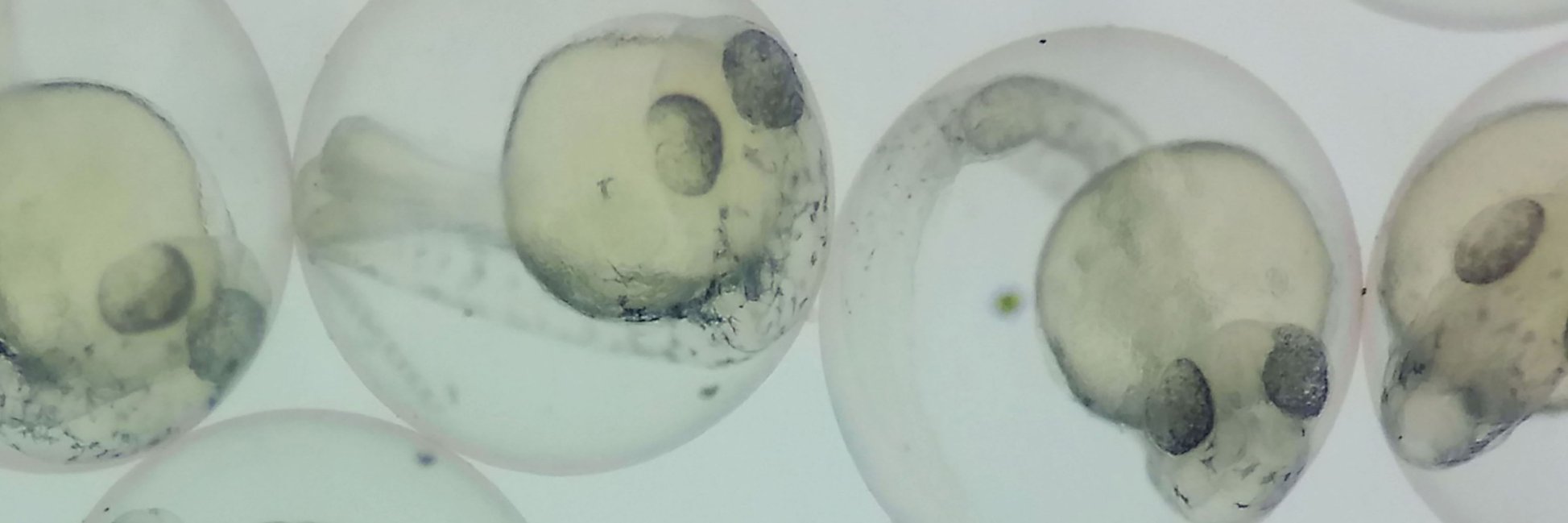 bergeronlab_zf's profile banner image