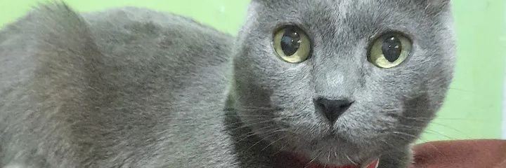 CamilaMFlores_'s profile banner image