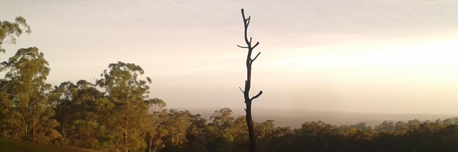 cynthia mathew banner