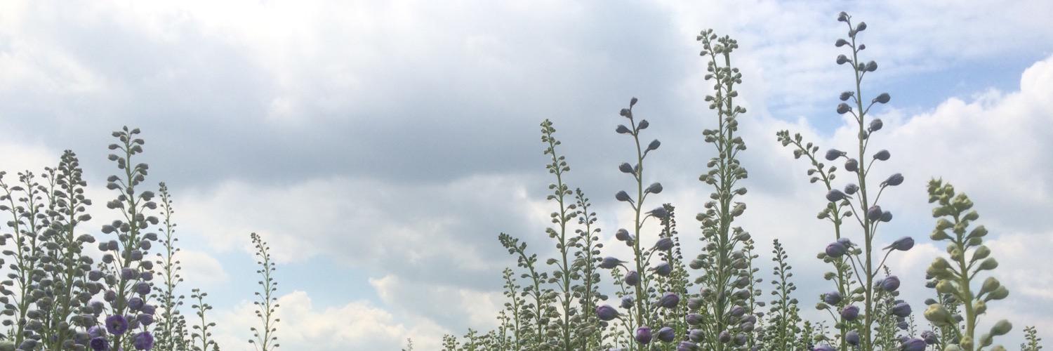 NAYLOR FLOWERS Ltd banner