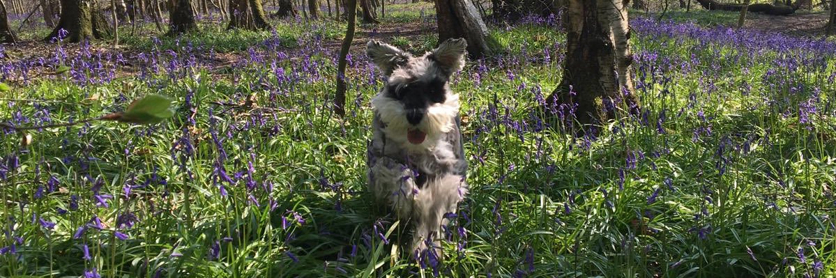 Marissa Sanders banner