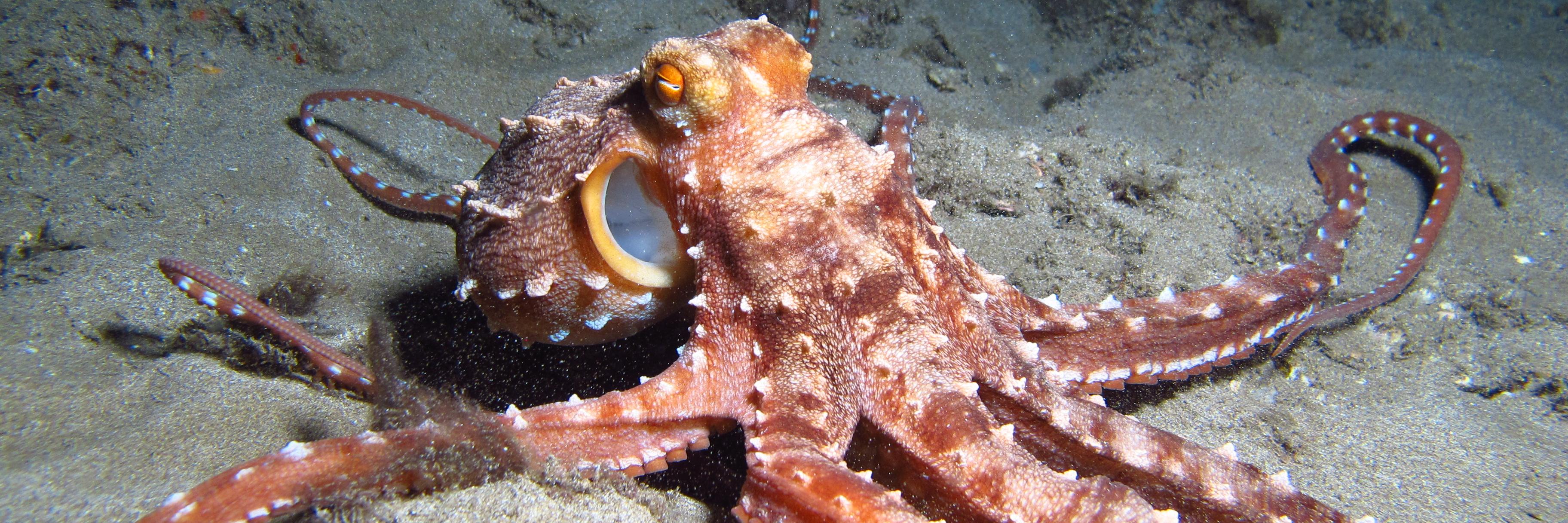 FiveStarScuba's profile banner image