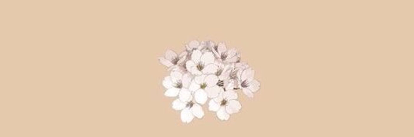 camirose_a's profile banner image