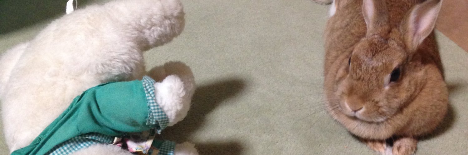 maro_chestnuts's profile banner image