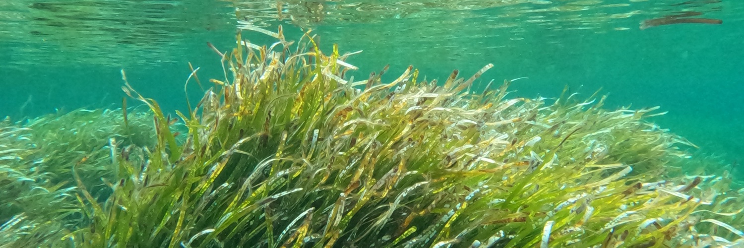 Group of Aquatic Macrophyte Ecology banner