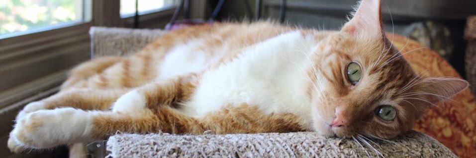 maxmaxthecat's profile banner image