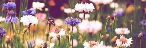 dafaDILLA's profile banner image