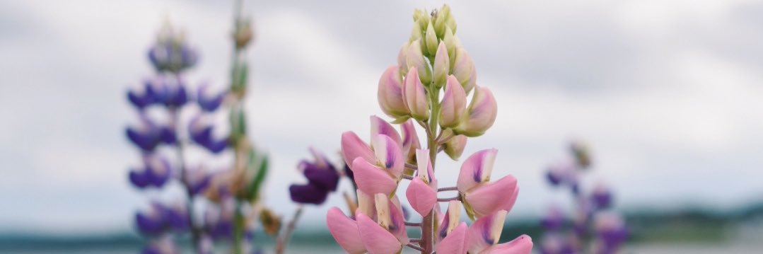ElizabethAllaby's profile banner image
