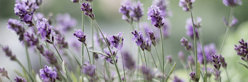 MeghanBauerND's profile banner image