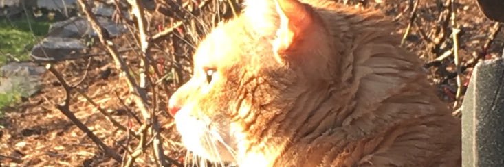 GlutanFan's profile banner image