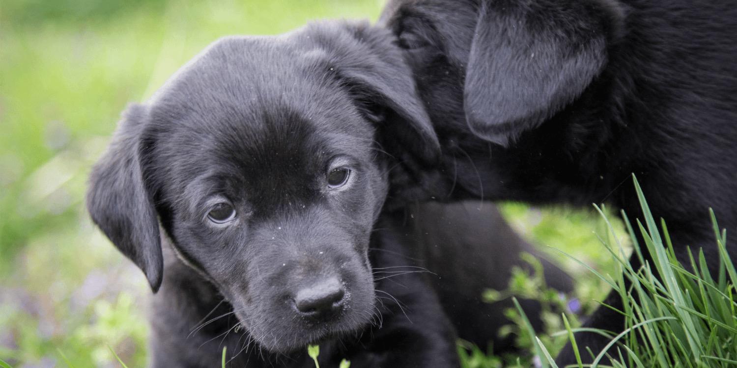 DogCityBakery1's profile banner image
