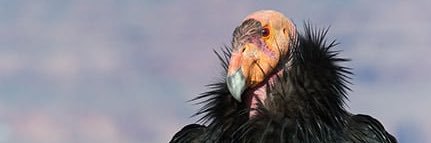 tendertalons's profile banner image