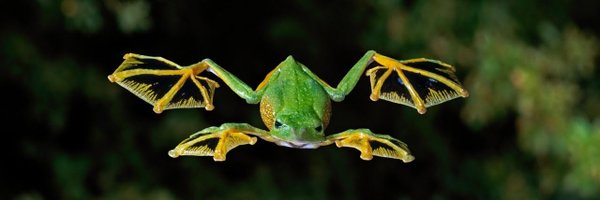 paulomateusms Profile Banner