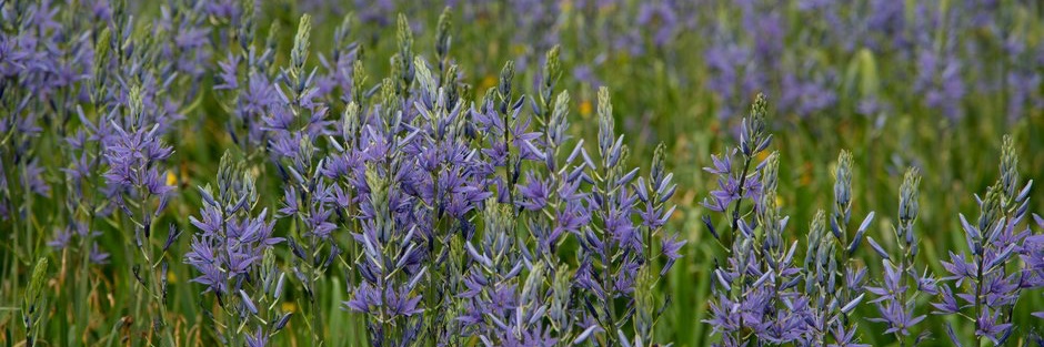 Hare Spring Cottage Plants banner