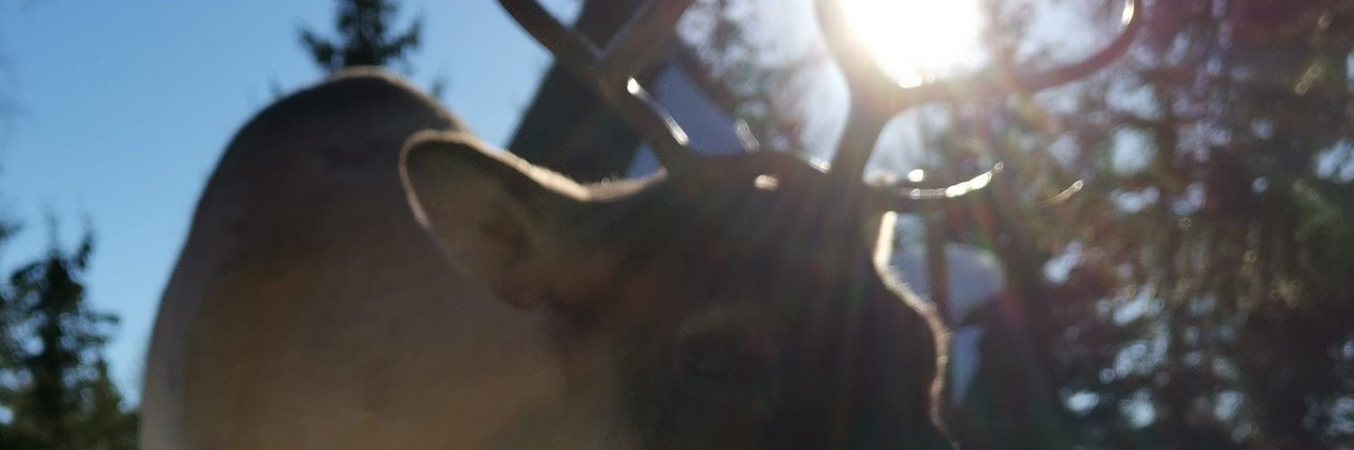 Neea Veikkolainen banner