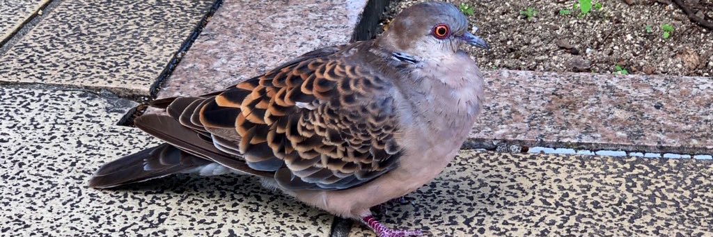 merowworem's profile banner image