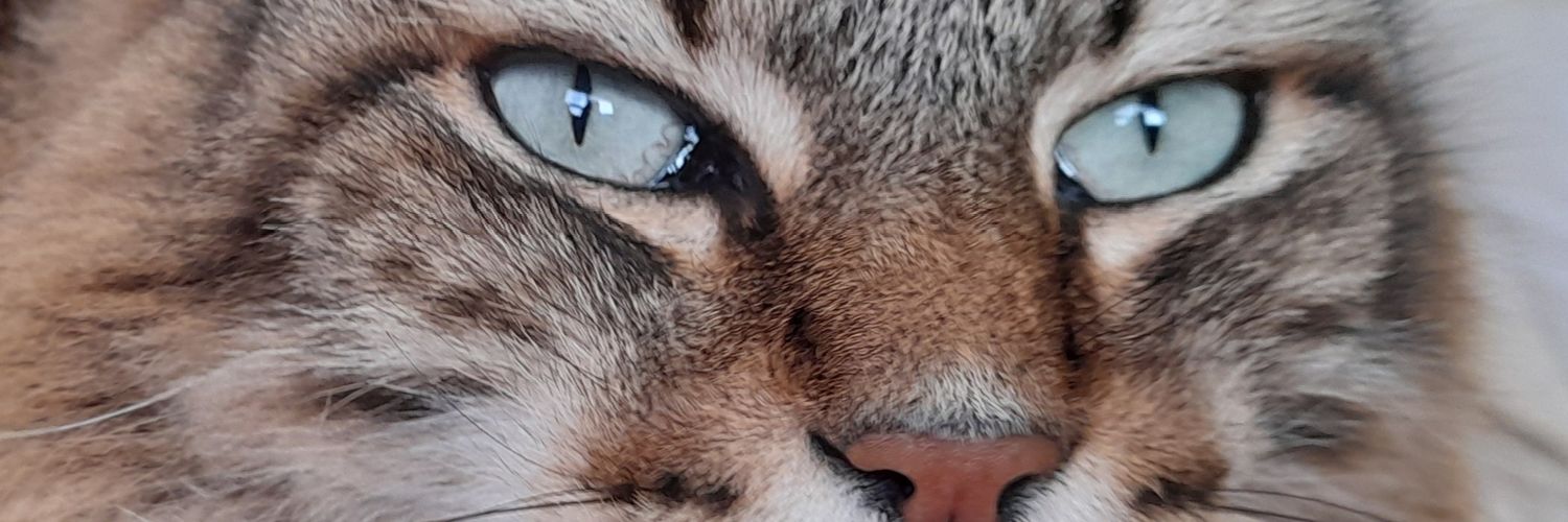 DLadydi5's profile banner image