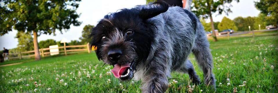 kcdogclub's profile banner image