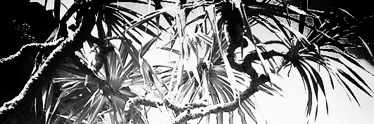 boitoy23's profile banner image