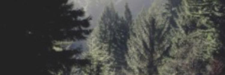 LizWhiteDR's profile banner image