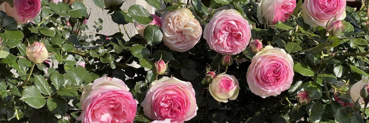 suzettlizardi's profile banner image
