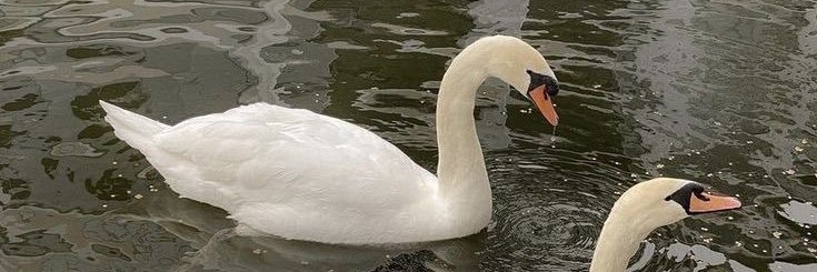 back up @pinksdazzle banner