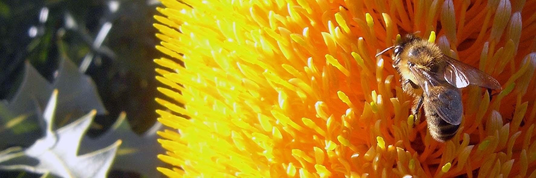 NSW Apiarists' Assoc banner