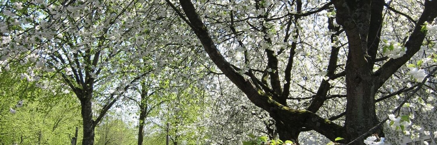 cardiffmlang's profile banner image