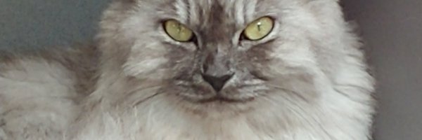 MrMeowsalot Profile Banner