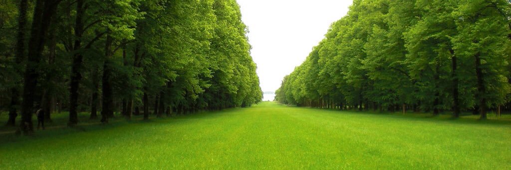 Green is my favorite color banner