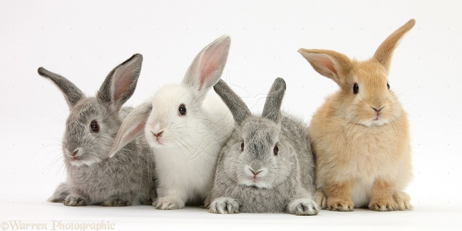 CrazyBunnyLady2's profile banner image