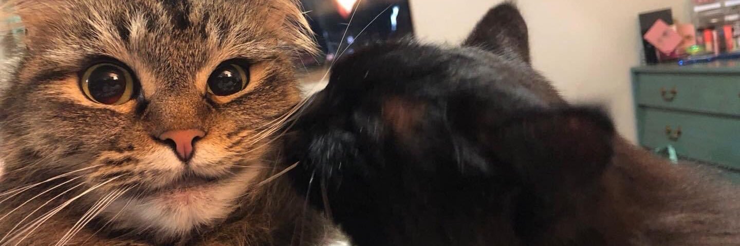 ditaaabok's profile banner image