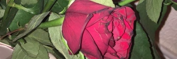 IriswestA's profile banner image