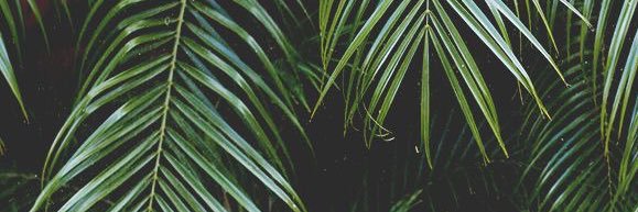 Madzcy banner