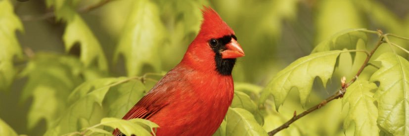 Hurta's Class banner