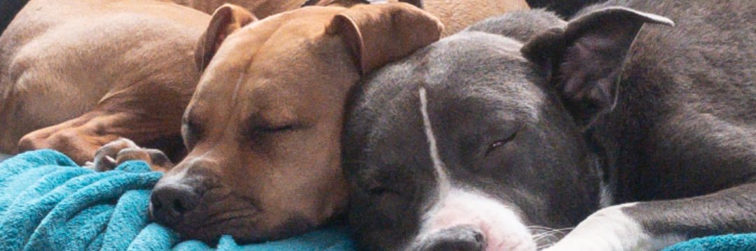 LegRiderRS's profile banner image