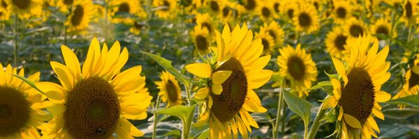 plantersgc Profile Banner