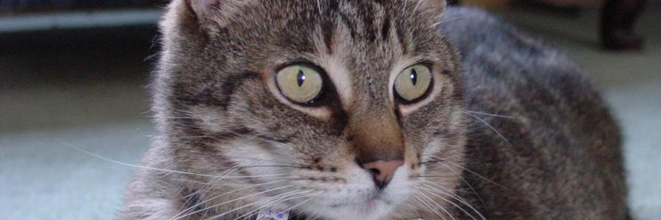 vet_prof's profile banner image