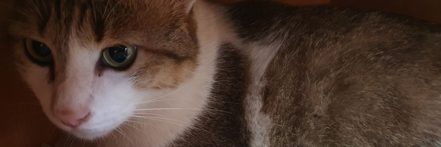 YamiShibi's profile banner image