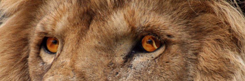 AMHSBooster's profile banner image