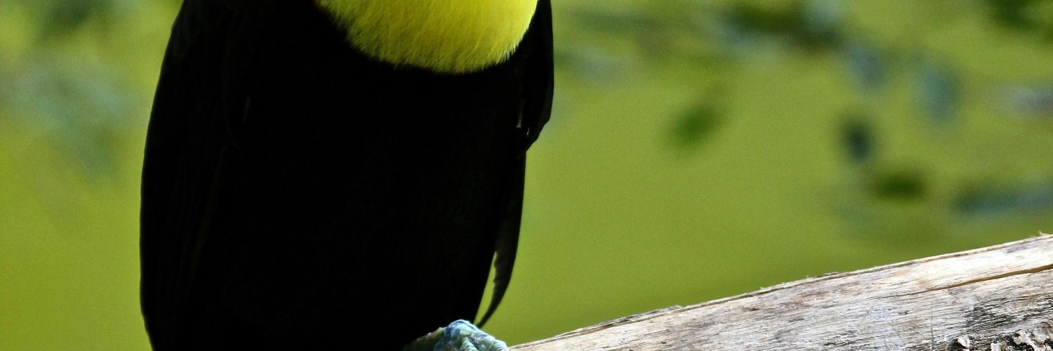 NathanLocal's profile banner image