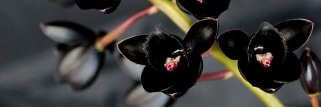 nariouxsie's profile banner image