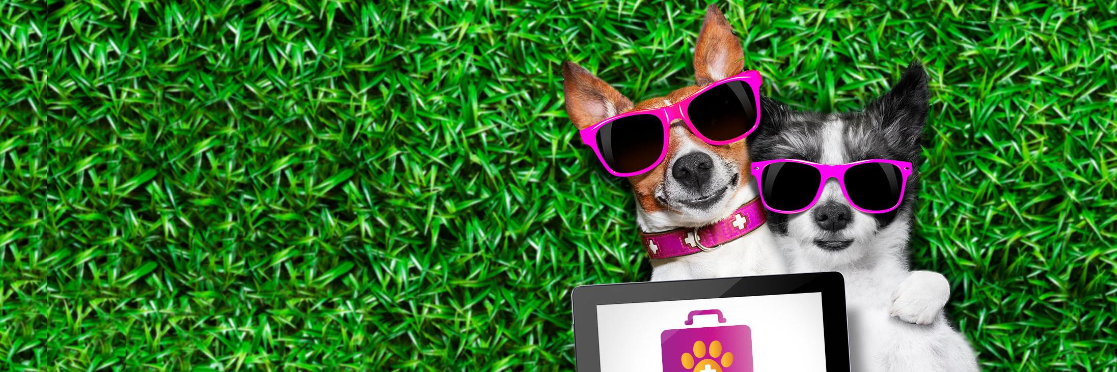 TheVetSetNYC's profile banner image