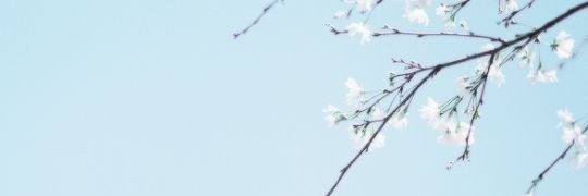 Criss Mcfly banner